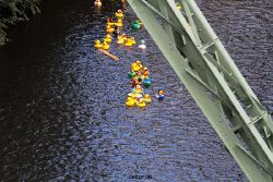 wuppertal-e400-islandufer-entenrennen1-058