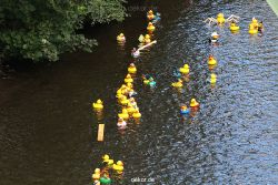 wuppertal-e400-islandufer-entenrennen1-063