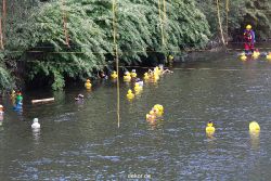 wuppertal-e400-islandufer-entenrennen1-076