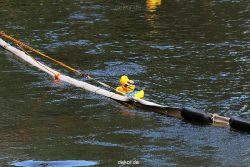 wuppertal-e400-islandufer-entenrennen1-091