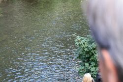 wuppertal-e400-islandufer-entenrennen2-002