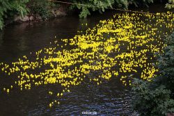 wuppertal-e400-islandufer-entenrennen2-008