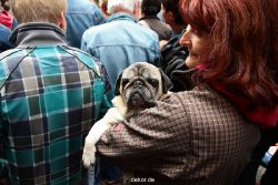 wuppertal-luisenfest-2011-114
