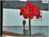 fotografie-11