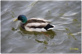 fotografie-1