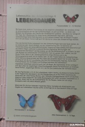 fotografie-5