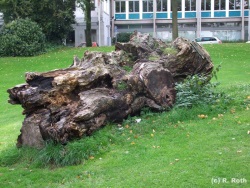 fotografie-7