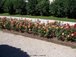 fotografie-52