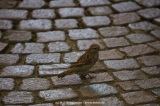 fotografie-5