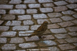 fotografie-11