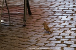 fotografie-52