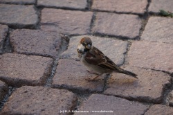 fotografie-106