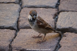 fotografie-16