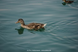 fotografie-7