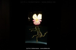 fotografie-114