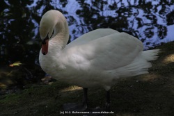 fotografie-20