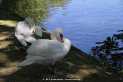 fotografie-33
