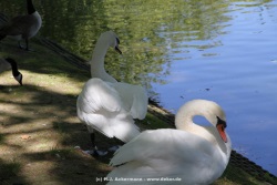 fotografie-35