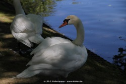 fotografie-36