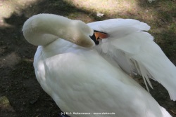 fotografie-49