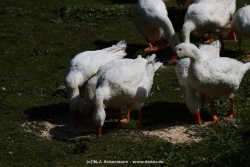 fotografie-5
