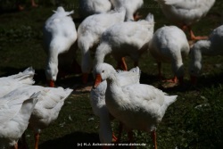 fotografie-6