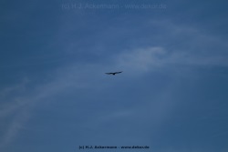 fotografie-5
