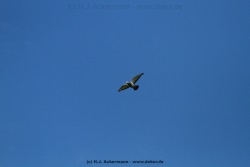 fotografie-13