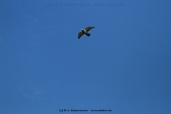 fotografie-14