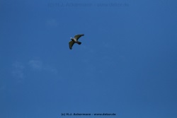 fotografie-15