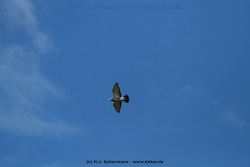fotografie-16