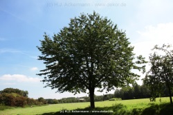 fotografie-12