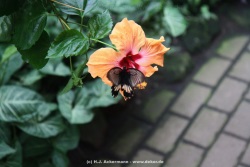 fotografie-1