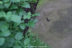 fotografie-6