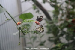 fotografie-12