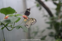 fotografie-13