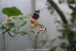 fotografie-14