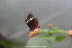fotografie-16