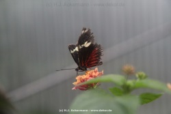 fotografie-17