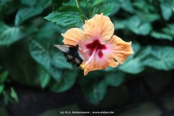 fotografie-65