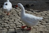 fotografie-37
