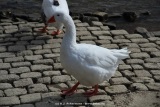 fotografie-28