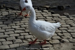 fotografie-140