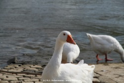 fotografie-186
