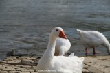 fotografie-115