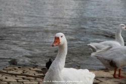 fotografie-77