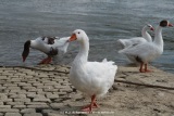 fotografie-17