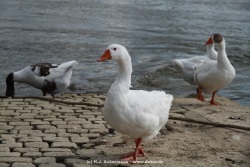 fotografie-23