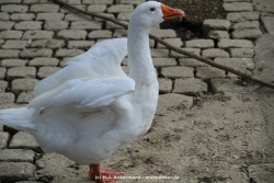 fotografie-29
