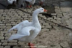 fotografie-35